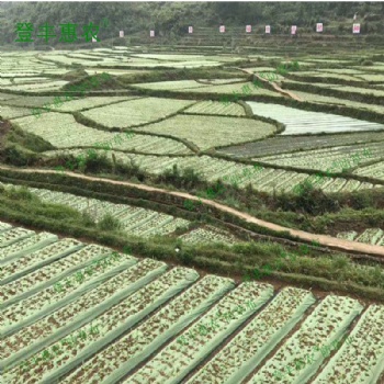 廣東省廠家批發 登豐惠農 品牌 綠黑色防草布 透氣透水保溫保濕環?？山到鈭@藝地布